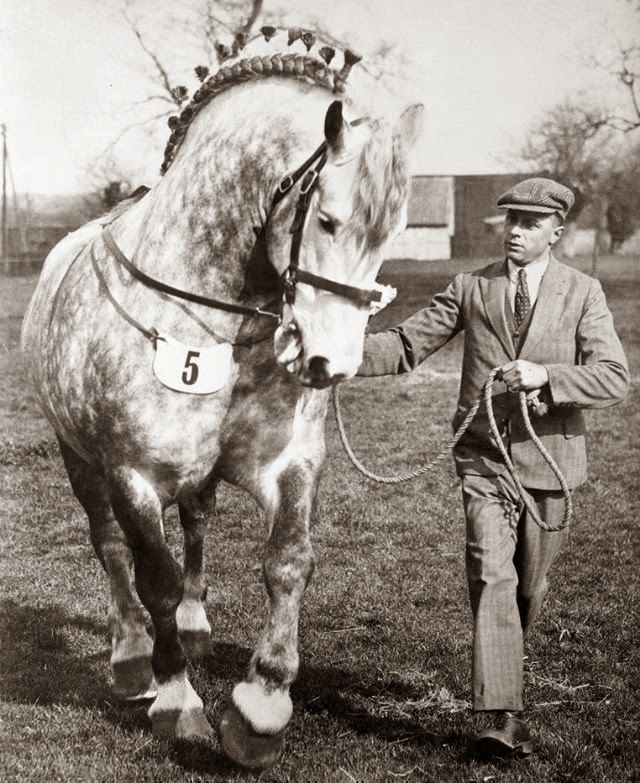 Historic Percheron Stallion - March Viking